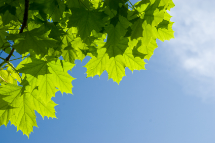 Image of tree leaves near United Smile Centres.